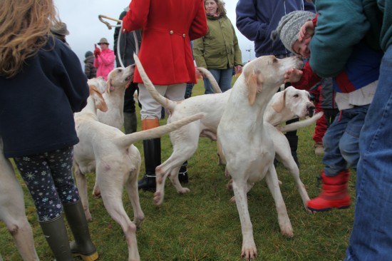 IMG_1882 dogs at the Point to Point