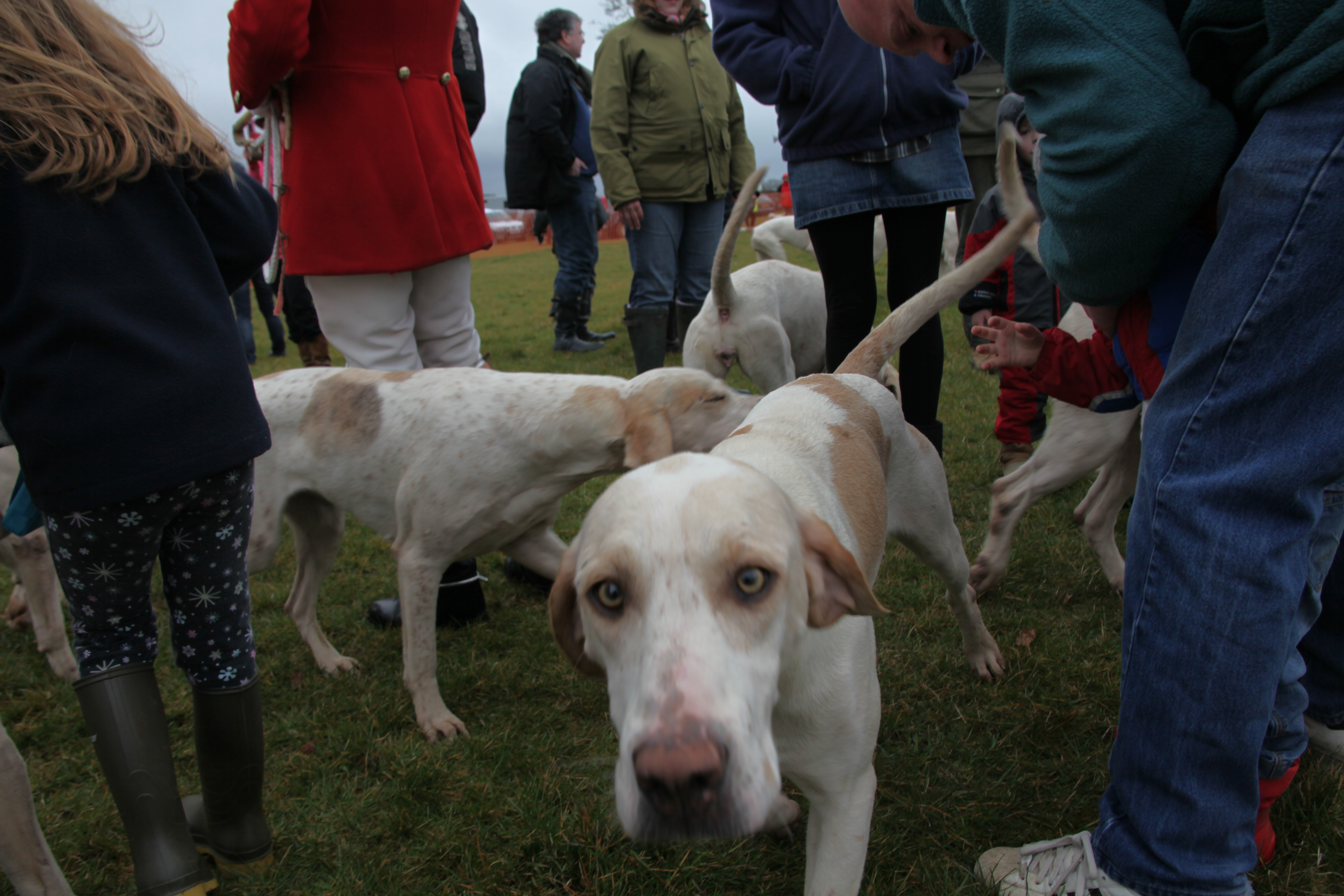 Hunt dogs, close up