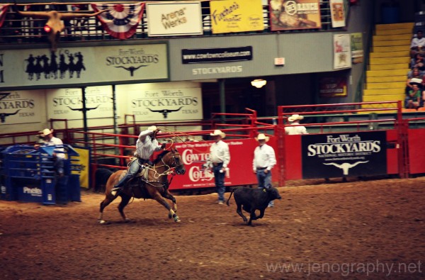 calf roping at the Fort Worth rodeo