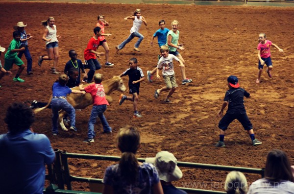 children doing the calf scramble at the Fort Worth rodeo