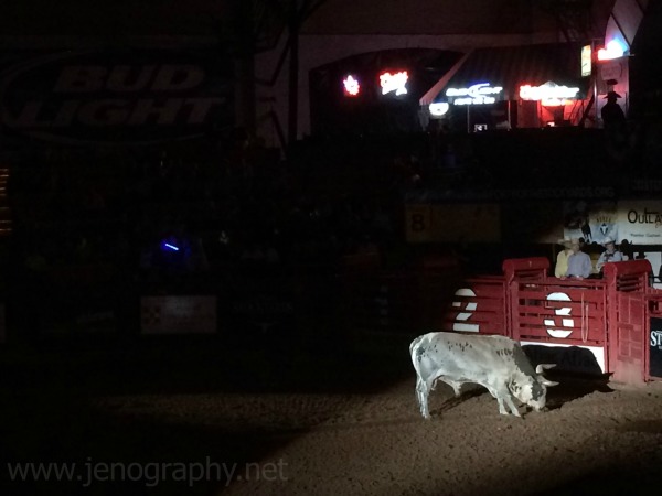 a bull at the Fort Worth rodeo