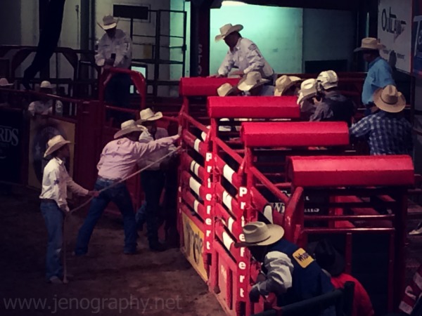 opening the gates at bull riding Fort Worth rodeo Texas