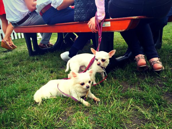 Dogs at Polo in the Park on jenography.net