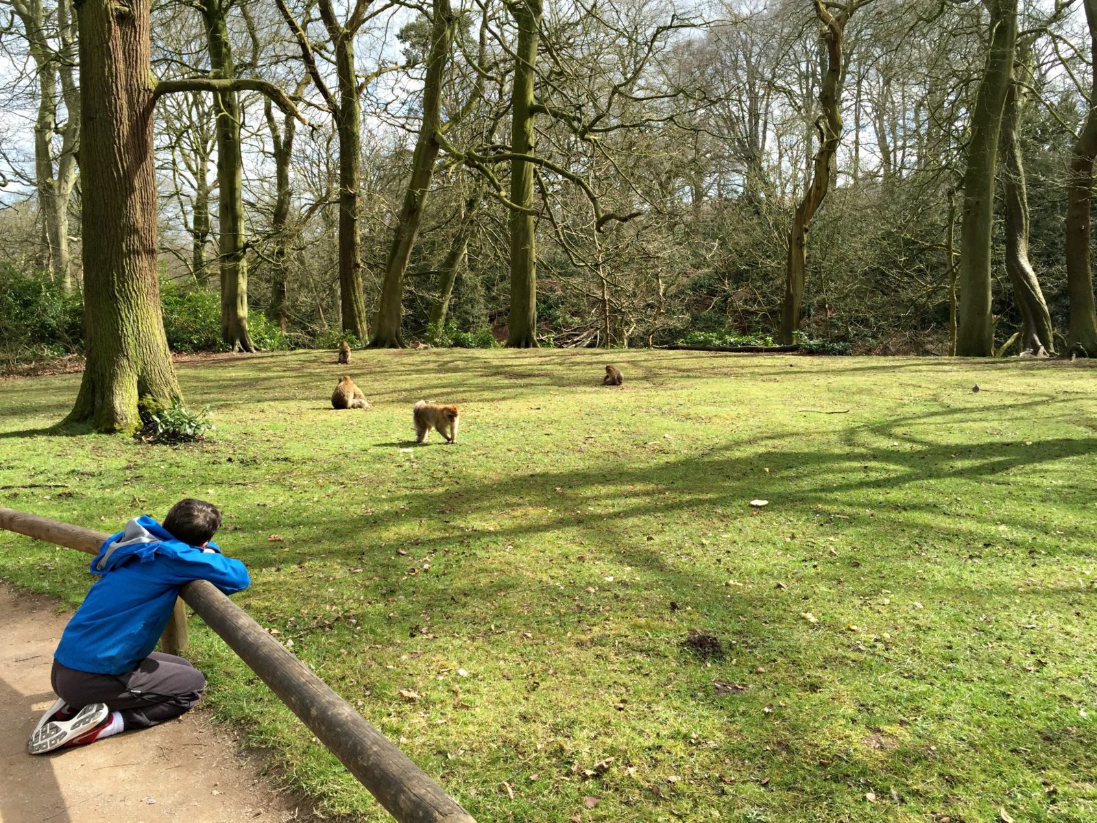 A boy looking at monkey at Trentham Monkey Forest