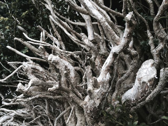 branches on Cefn Barn, Wales