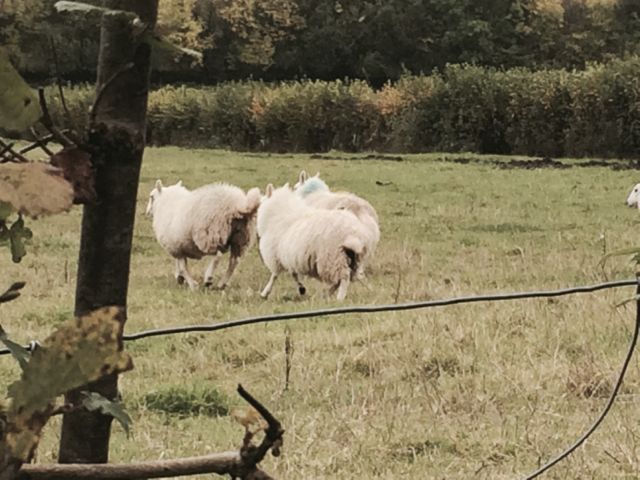 sheep on walk Cefn Barn