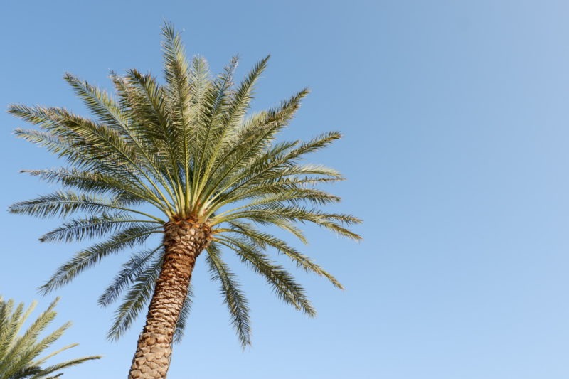 palm tree in Paphos