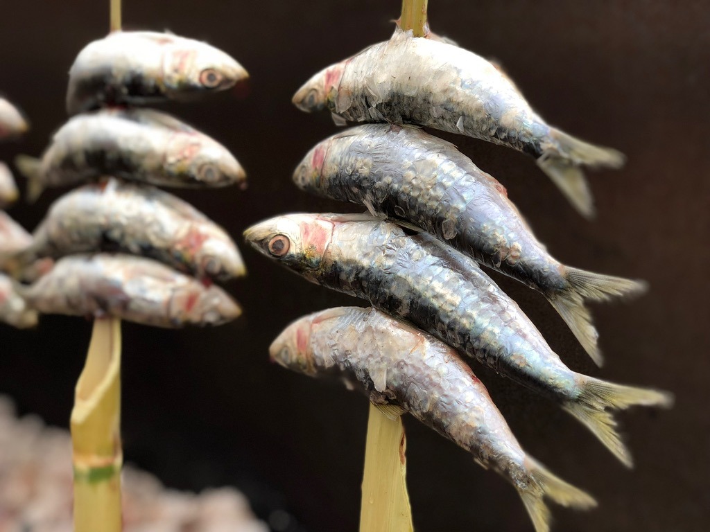 Sardines cooking on sticks