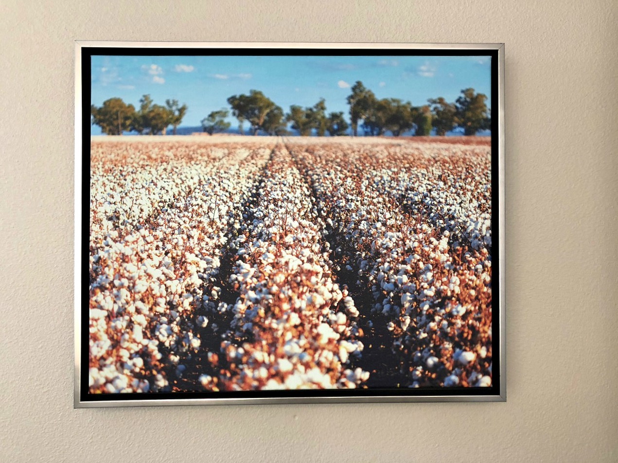 cotton field picture Pioneer Pocket Hotel